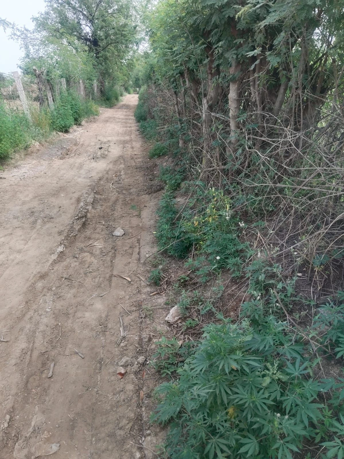 Charkhi Dadri, H7RJ+69V, Bhiwani, Charkhi Dadri, Haryana 127306, India preview 5