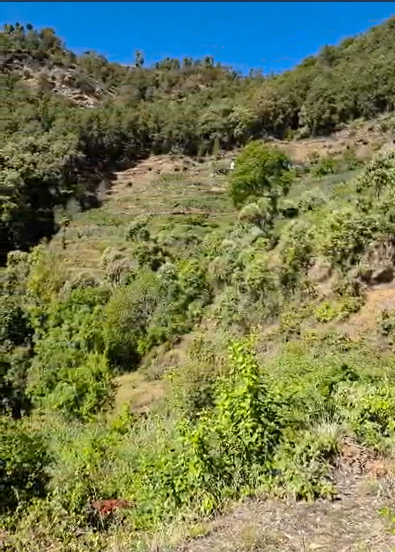 CJWJ+7Q4, Sunkiya, Uttarakhand 263138, India