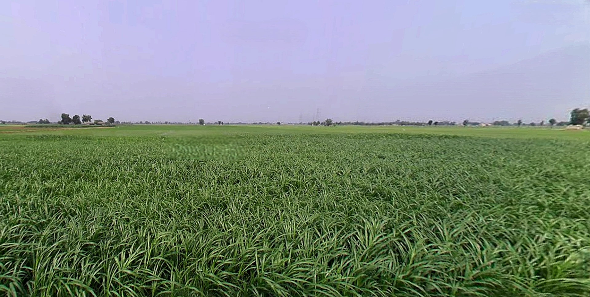 Bhadson Rd, Ranjit Nagar, Patiala, Punjab, India