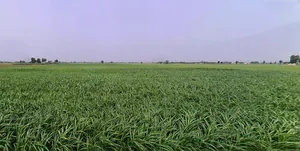 Bhadson Rd, Ranjit Nagar, Patiala, Punjab, India preview 2
