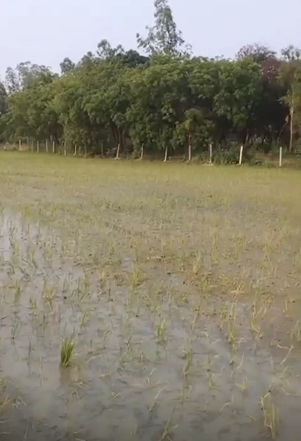 Tilhar, Shahjahanpur, Uttar Pradesh 242307, India