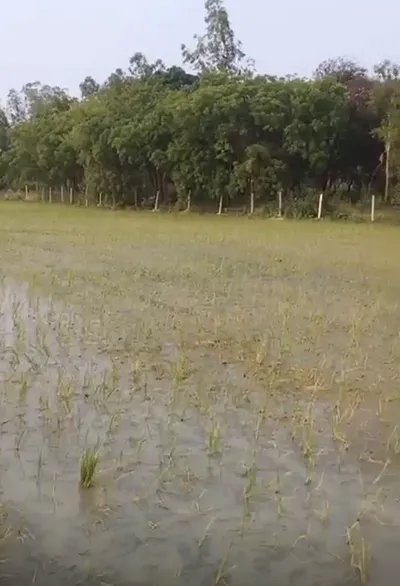Tilhar, Shahjahanpur, Uttar Pradesh 242307, India preview 2