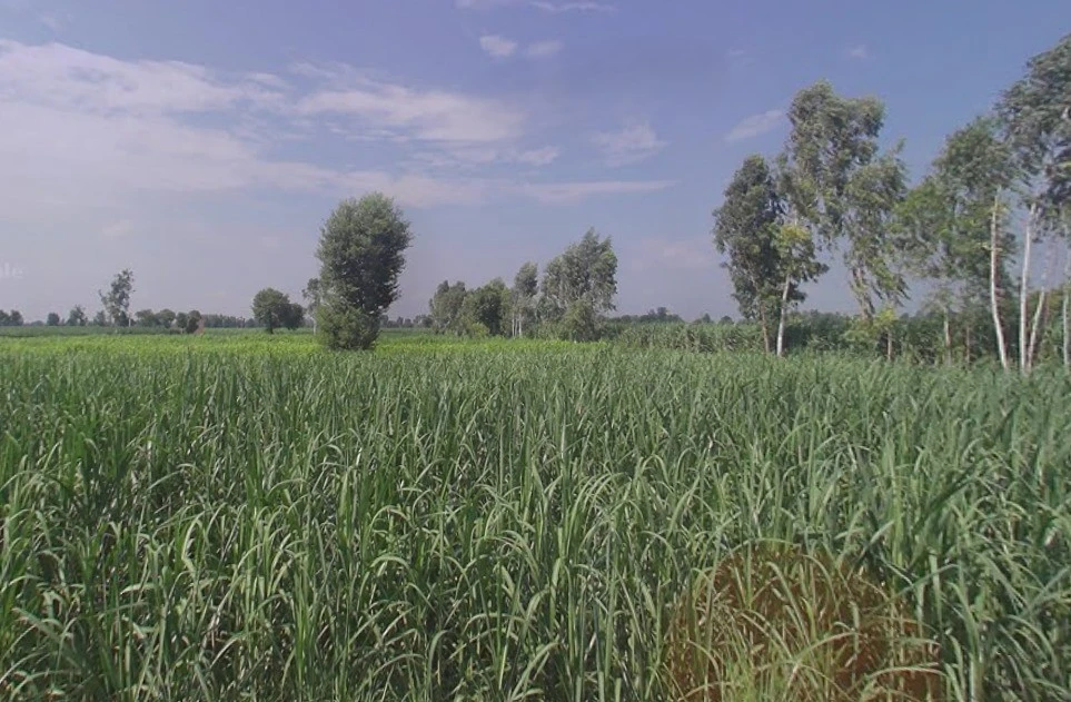 Jansath - Muzaffarnagar Rd, Uttar Pradesh, India