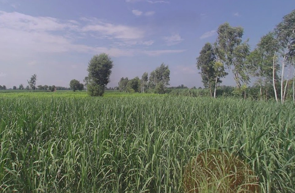 Jansath - Muzaffarnagar Rd, Uttar Pradesh, India