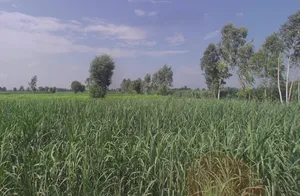 Jansath - Muzaffarnagar Rd, Uttar Pradesh, India preview 3