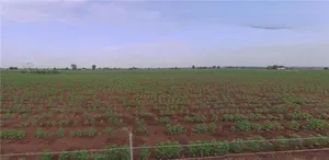 F7X4+XC Devsar, Gujarat, India preview 3