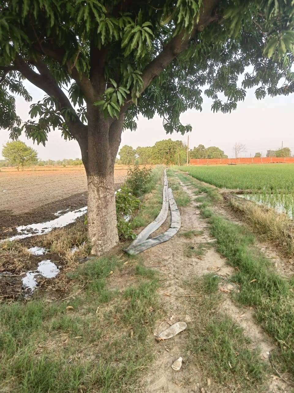 Chandauri, Uttar Pradesh, India