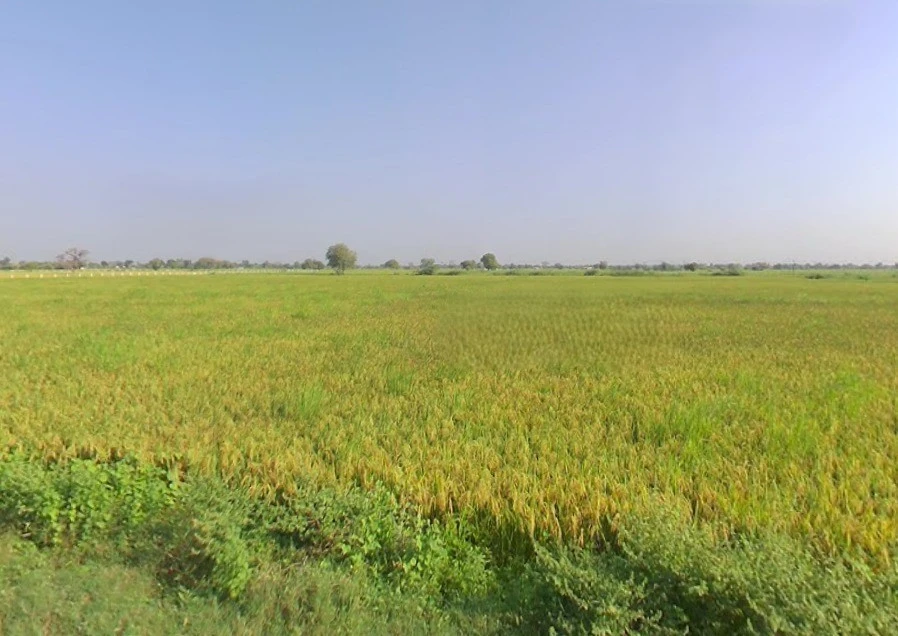 Sodhi, Barwala, Gujarat 382463, India