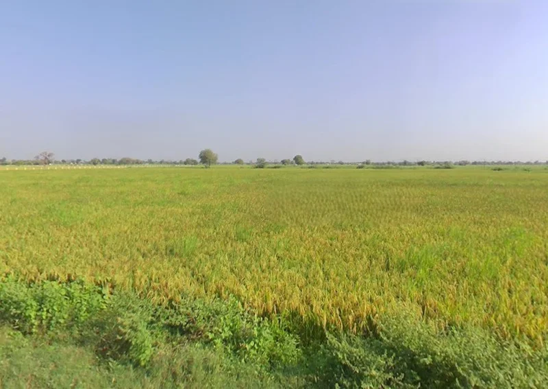 Sodhi, Barwala, Gujarat 382463, India preview 3