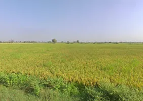 Sodhi, Barwala, Gujarat 382463, India preview 3