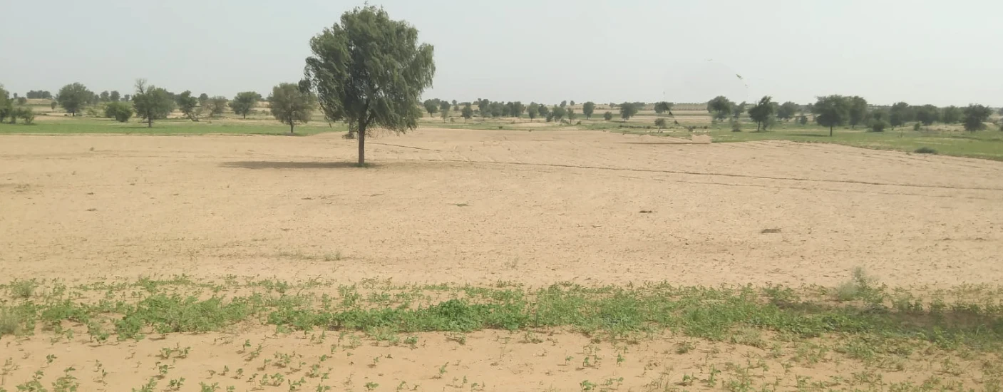 3XJ6+GH Rajiyasar, Sri Ganganagar, Rajasthan, India