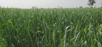 779X+R5 Kharali, Hoshiarpur, Punjab, India preview 2