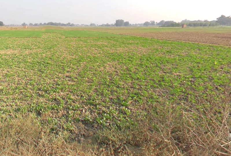 Karchana, Uttar Pradesh 212301, India