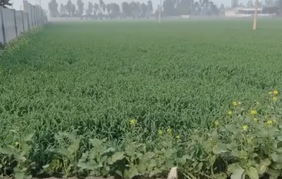 Handiaya, Punjab, India preview 3