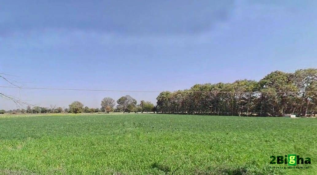 Rani Pipriya, Madhya Pradesh 487110, India