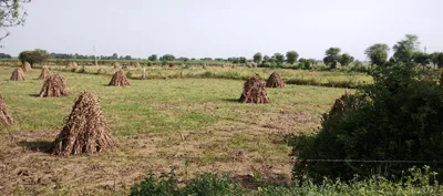 Kaladera, Rajasthan 303801, India preview 2