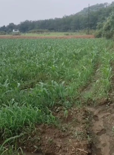 637W+J6 Pindarai Dabir, Chhindwara, Madhya Pradesh, India preview 3