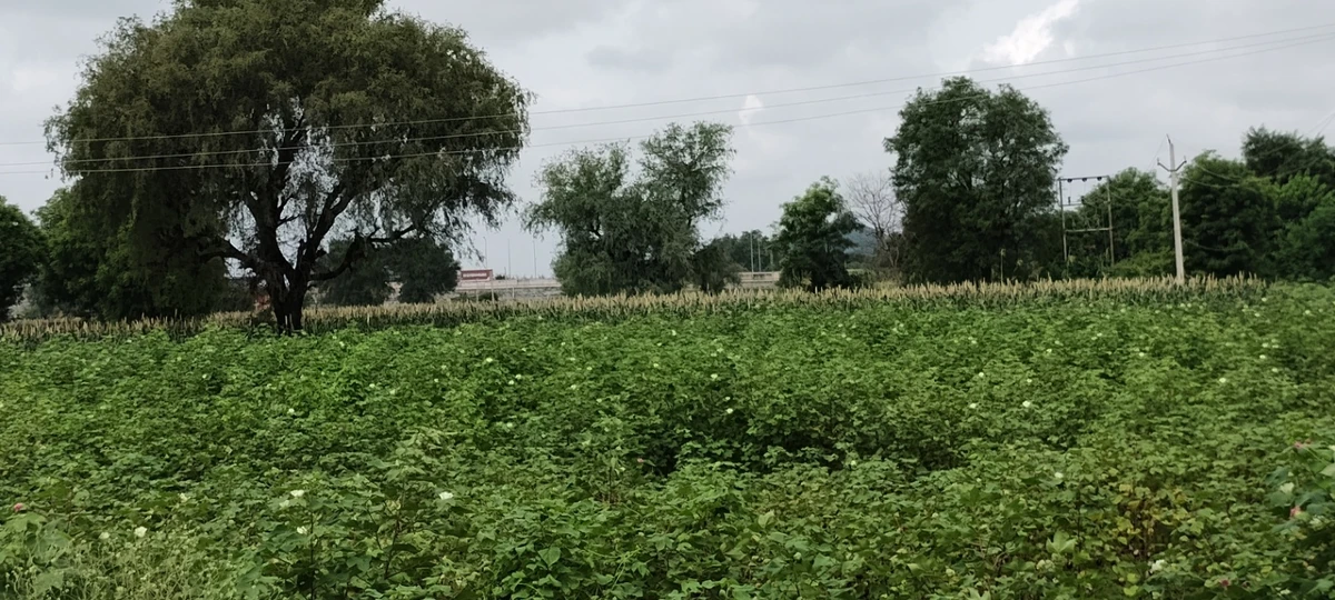 Bedha, Rajasthan 301021, India