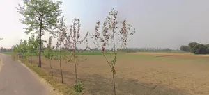 Jaisinghpur, Uttar Pradesh, India preview 2