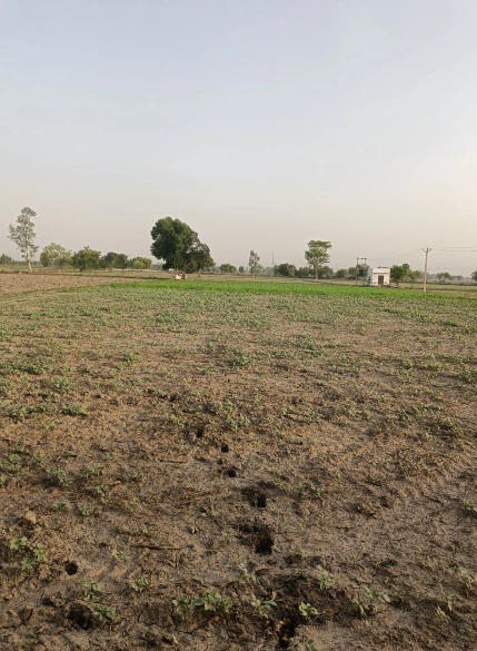 Sardulgarh, Punjab 151507, India