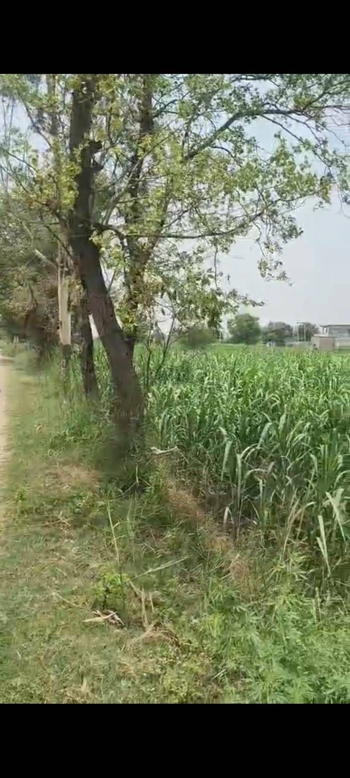 Jattari, Aligarh, Uttar Pradesh 202137, India