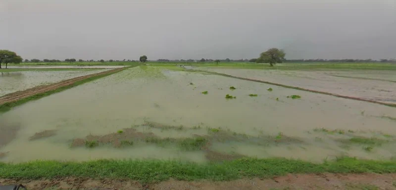 Kothi, Madhya Pradesh 485666, India preview 2