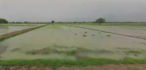 Kothi, Madhya Pradesh 485666, India preview 2