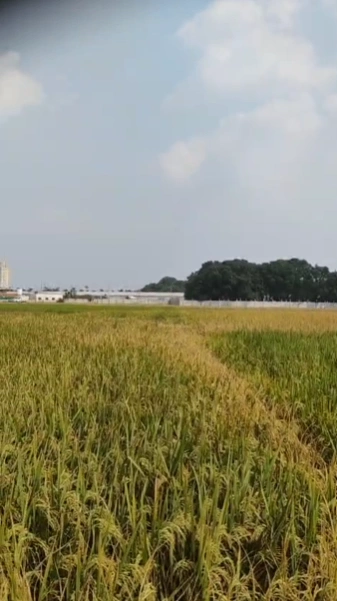 7RJF+HQG, Varanasi, Mehadiganj, Uttar Pradesh, India - Photo 3
