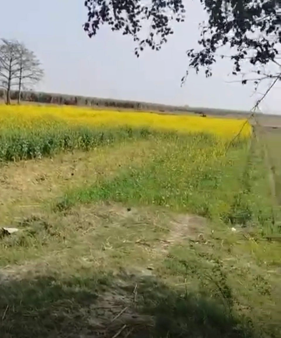 Mawana, Uttar Pradesh, India