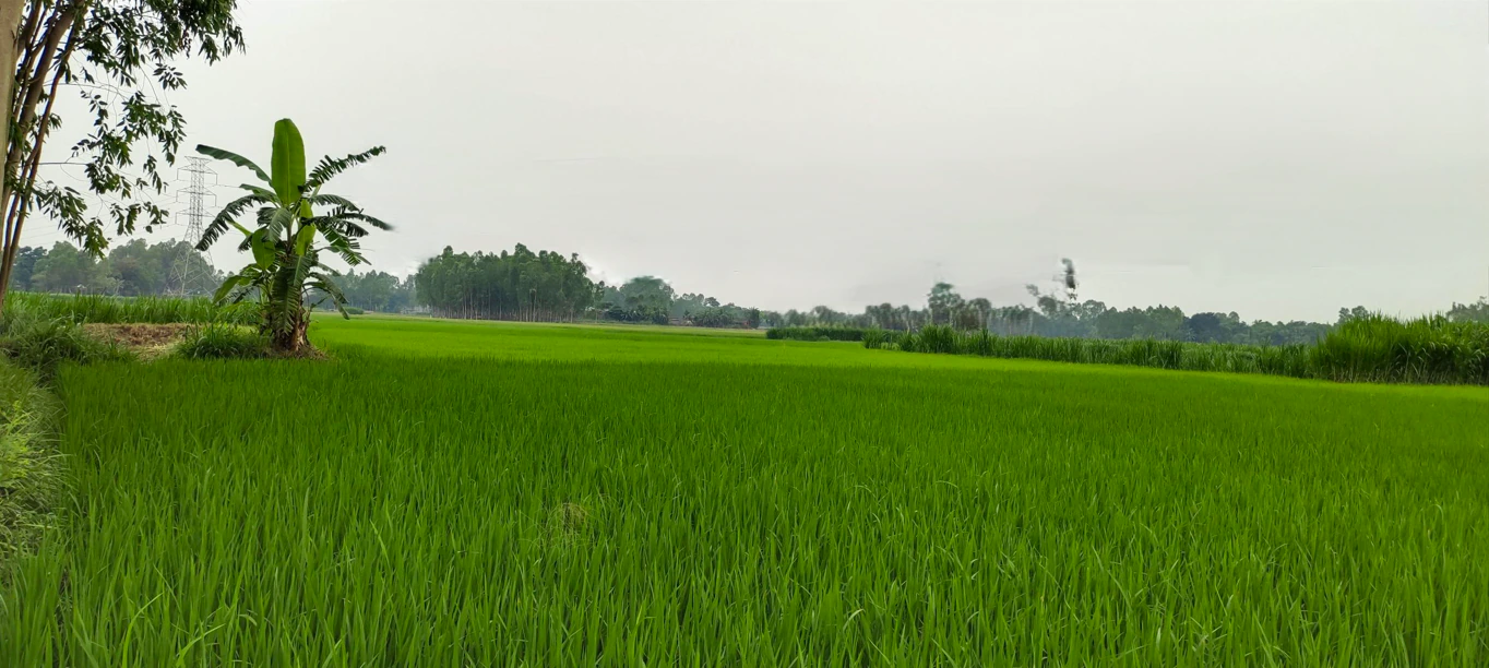 Narauli, Uttar Pradesh 244414, India