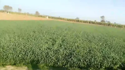 Siyana, Uttar Pradesh 203412, India preview 3
