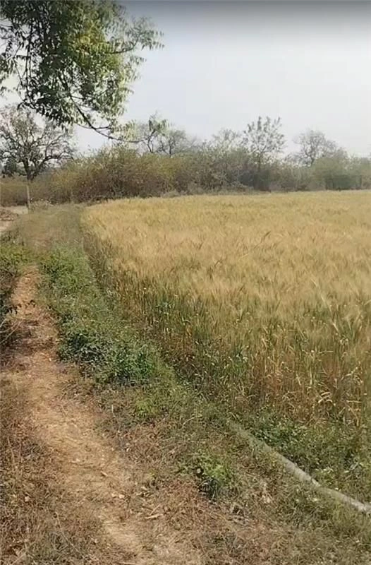 Dabhaura, Madhya Pradesh 486556, India