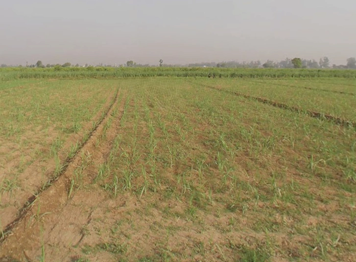 2J5F+GFM, Sindhawali, Sindhawli, Uttar Pradesh 250005, India