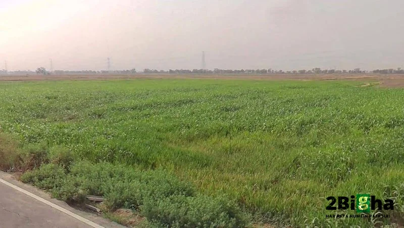 Faridpur, Haryana 125103, India preview 3