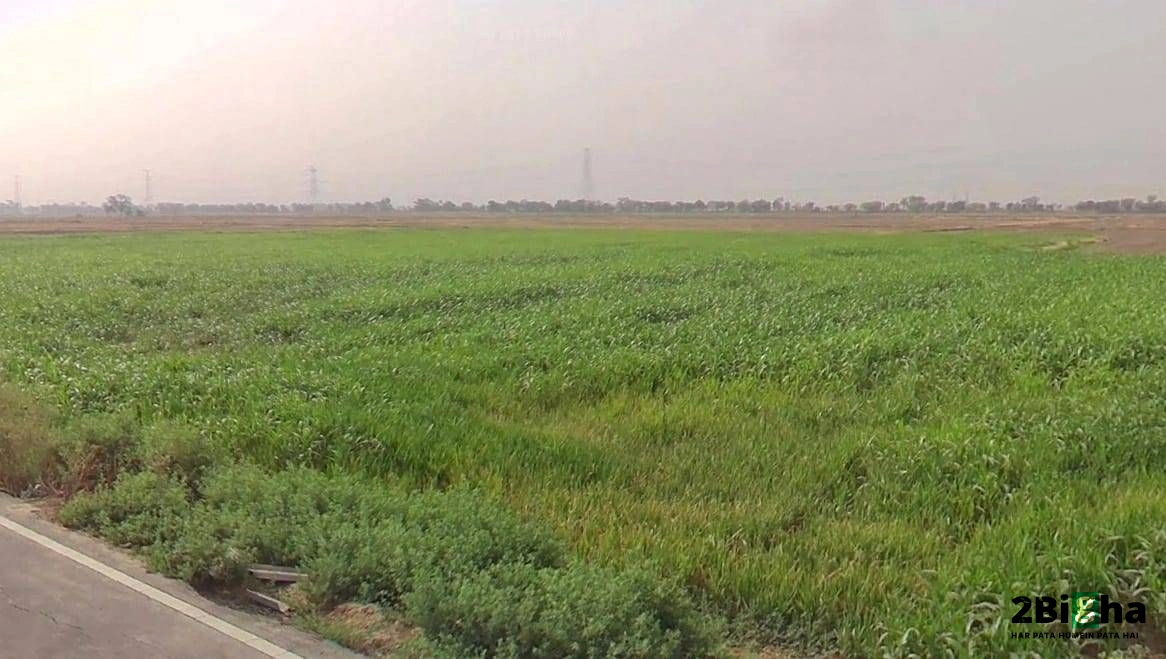 Faridpur, Haryana 125103, India