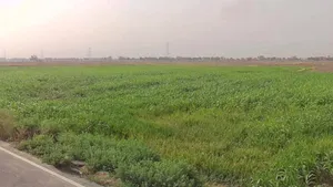 Faridpur, Haryana 125103, India preview 3