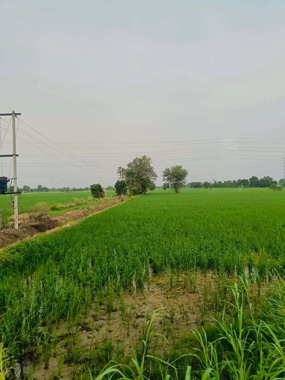 Borpa, Mathura, Uttar Pradesh, India - Photo 3
