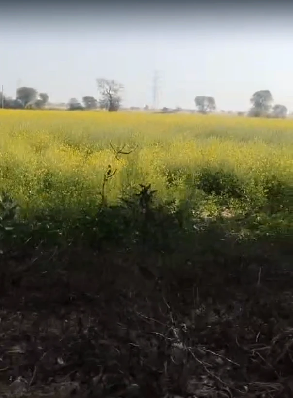Bayana, Rajasthan 321401, India