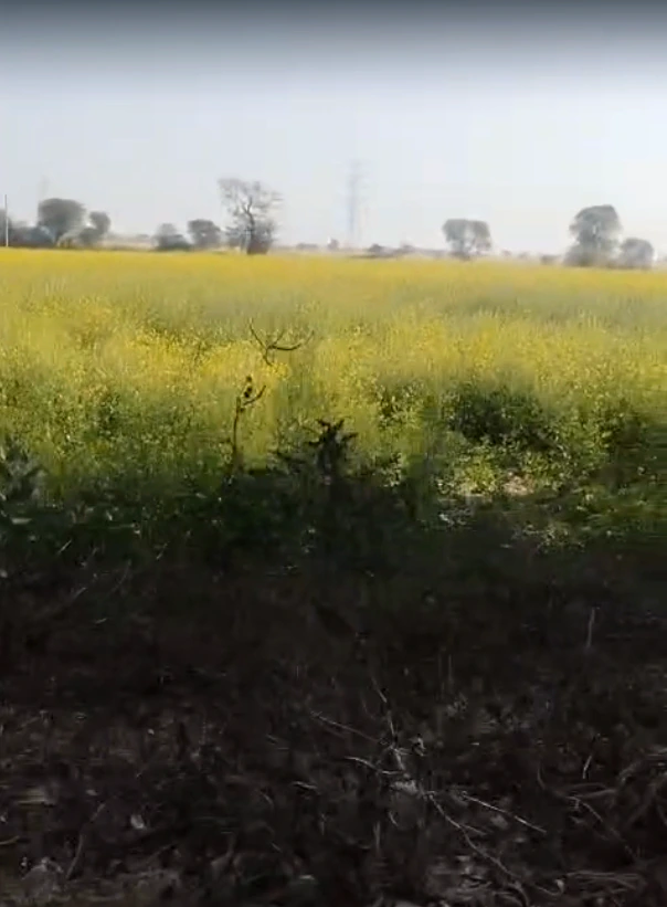 Bayana, Rajasthan 321401, India
