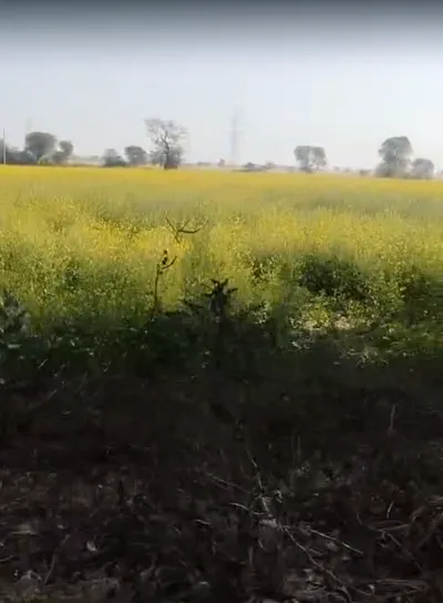 Bayana, Rajasthan 321401, India preview 3