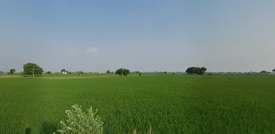 Kalwa, Punjab 147021, India preview 2