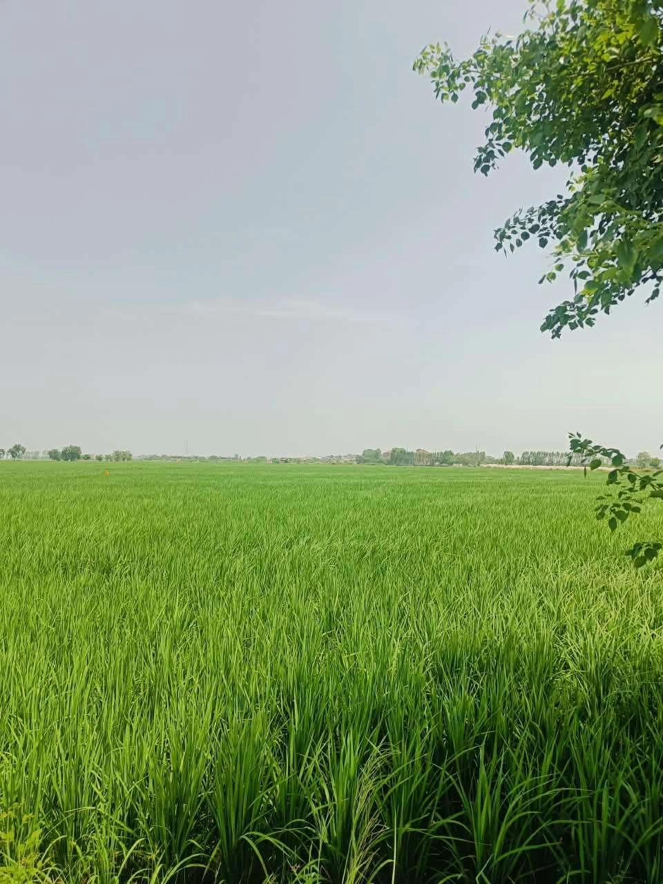Edalpur, Aligarh, Uttar Pradesh 202121, India