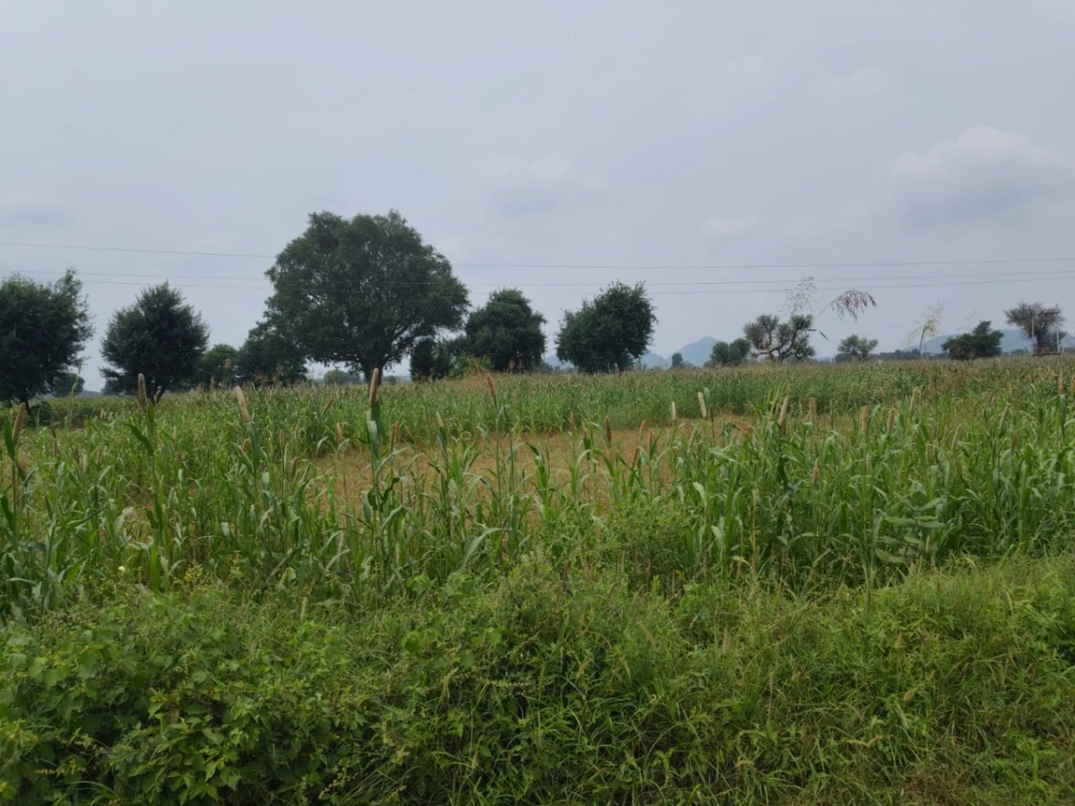 Barodameo, Rajasthan 301021, India