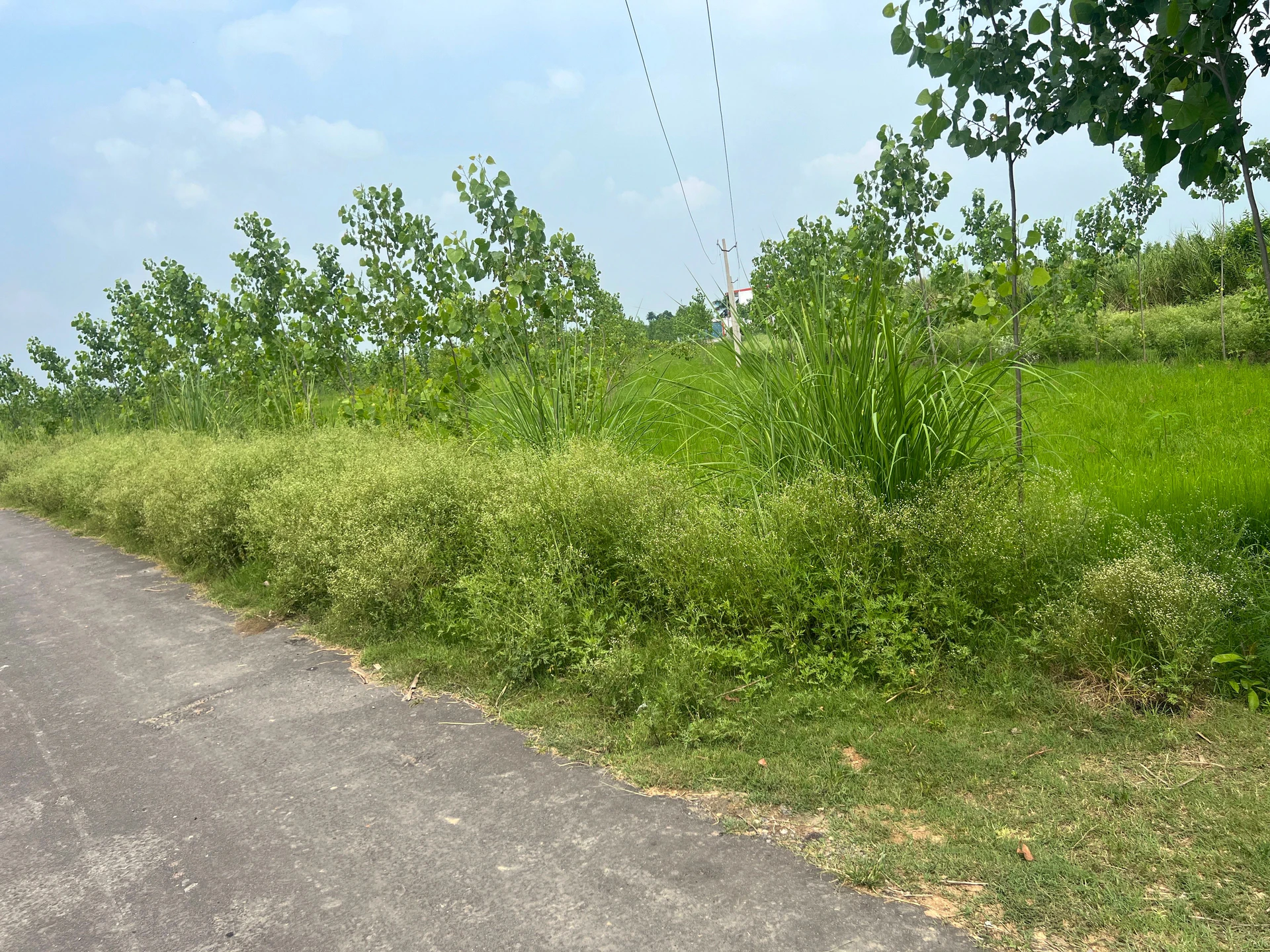 Mawana, Uttar Pradesh, India