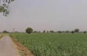 Dungar, Uttar Pradesh 250502, India preview 2