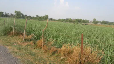 M6M8+CMR, Maheshpur, Rampur Sargha, Uttar Pradesh 224201, India preview 3