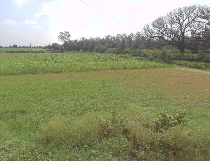 Budhana, Uttar Pradesh 251309, India