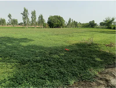Kundeshwari, Udham Singh Nagar, Kashipur, Uttarakhand 244713, India preview 3