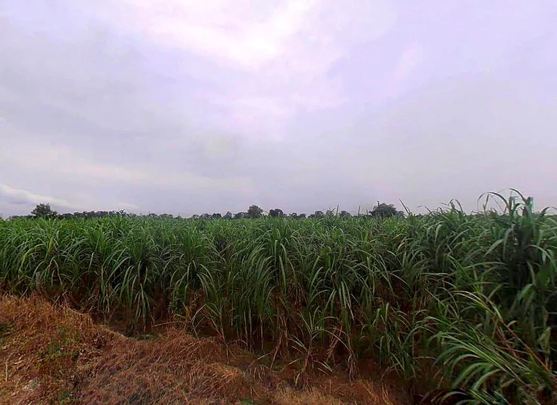 VG4G+M96, Painga, Uttar Pradesh 201204, India preview 3