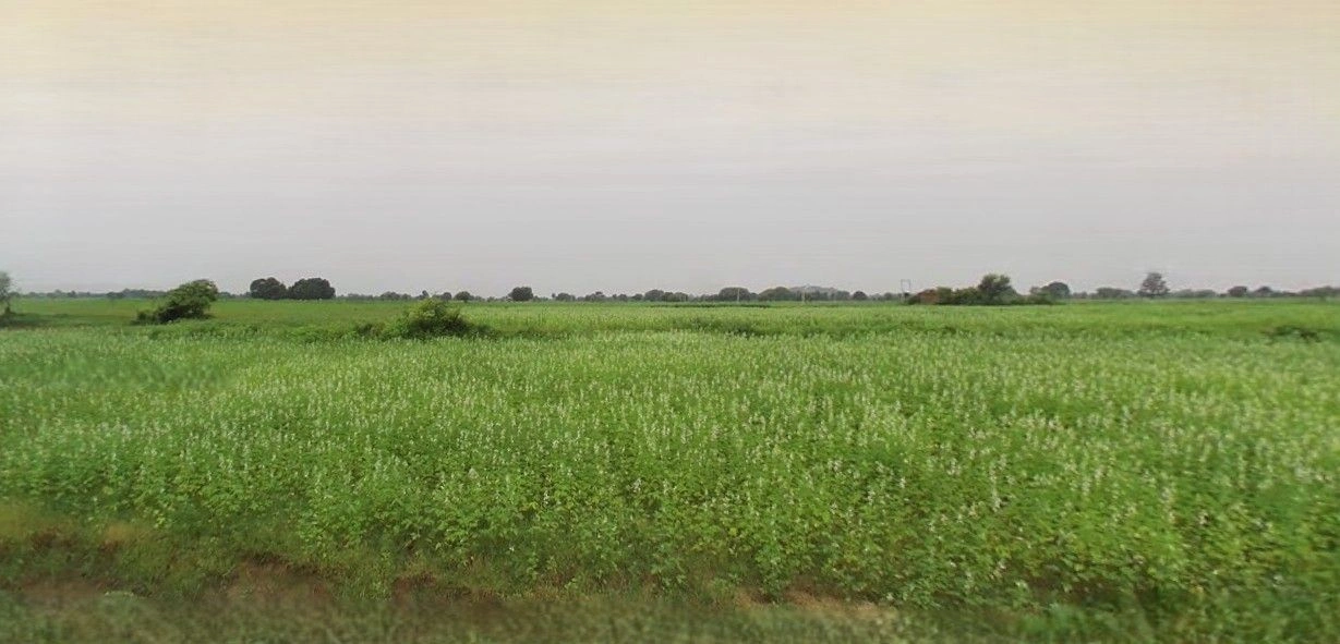 Mohanlalganj, Uttar Pradesh 226301, India